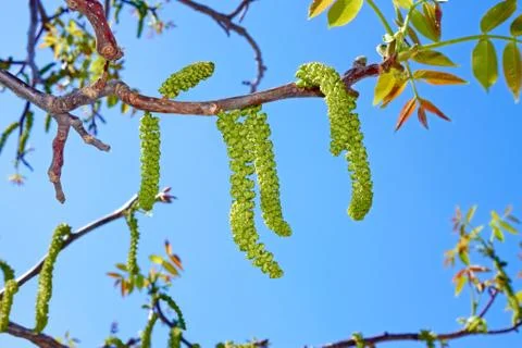 Walnut flowering Stock Photos