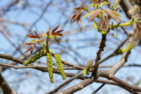 Walnut flowering on tree branches Stock Photos