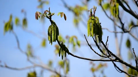 Walnut flowers blooming on walnut tree branch in early springtime 動画素材 67347935