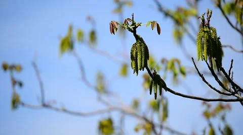 Walnut flowers blooming on walnut tree branch in early springtime Vidéo 67347939