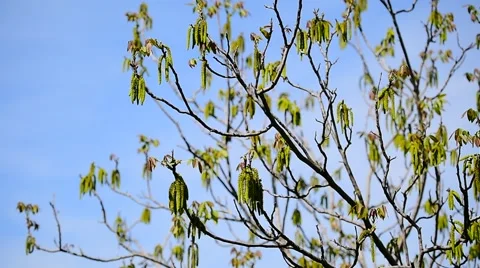 Walnut flowers blooming on walnut tree branch in early springtime 스톡 동영상 67347943