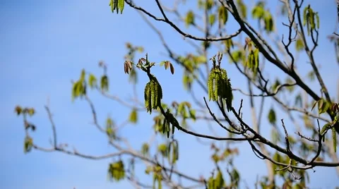 Walnut flowers blooming on walnut tree branch in early springtime Vidéo 67347945