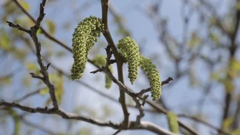 Walnut flowers Vídeos de archivo 77496600