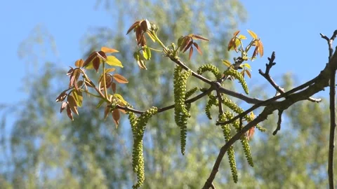 Walnut flowers. Video stock 203410334
