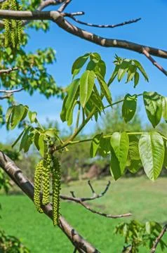 Walnut flowers Stock Photos