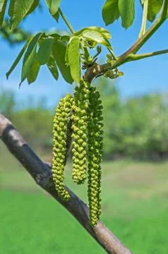 Walnut flowers Stock Photos