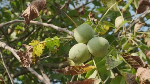 Walnut Video stock 160345286