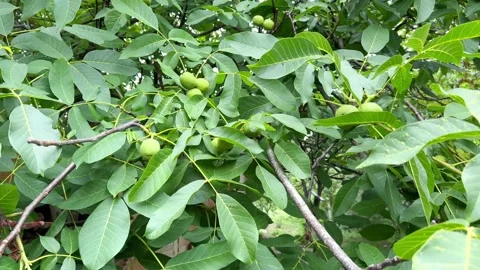 Walnut Stock Footage 202147185
