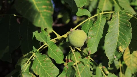Walnut Stock Footage 247647321