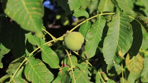 Walnut Stock Footage 247647342