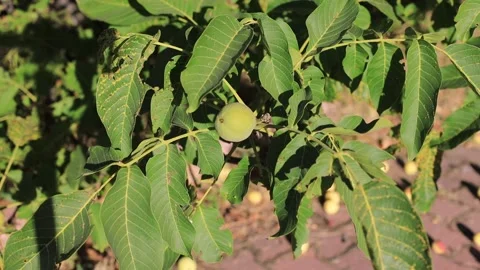 Walnut Stock Footage 247647344