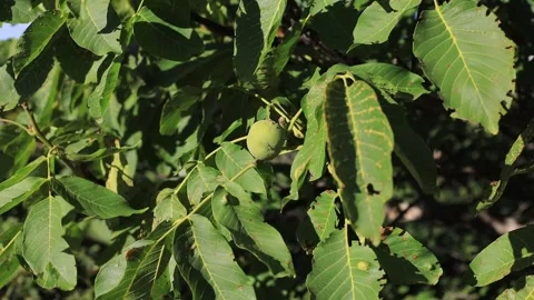 Walnut Stock Footage 247647360