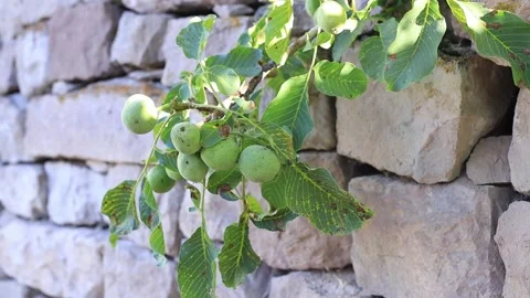 Walnut Stock Footage 247647364