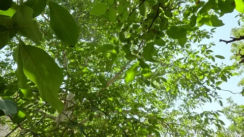 Walnut Stock Footage 282367013