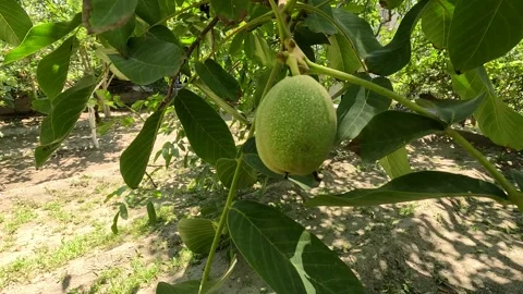 Walnut, fresh Stock Footage 282366990