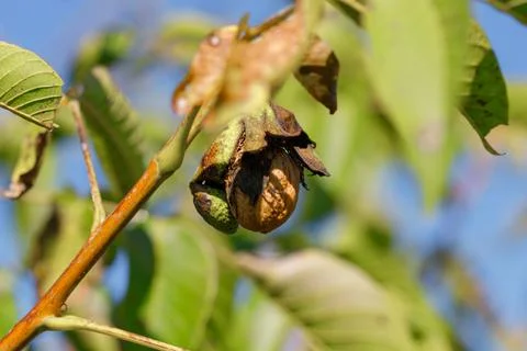 Walnut Fruit on Branch Stock Photos
