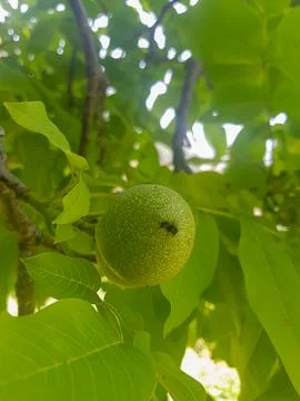Walnut fruit close-up in its origin nature Stock Photos
