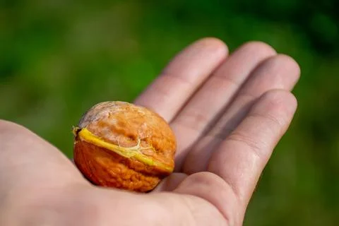 Walnut fruit in the palm of your hand Stock Photos