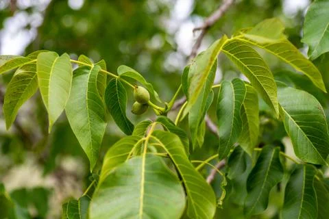 WALNUT FRUIT Stock Photos
