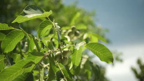 Walnut fruit on tree against blue sky Video stock 277482911