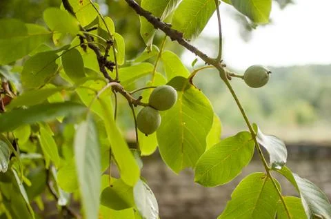 Walnut fruit on the tree. Background green leaves Stock Photos