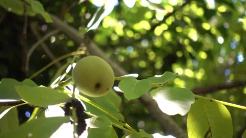Walnut fruit on the tree 스톡 동영상 329470106