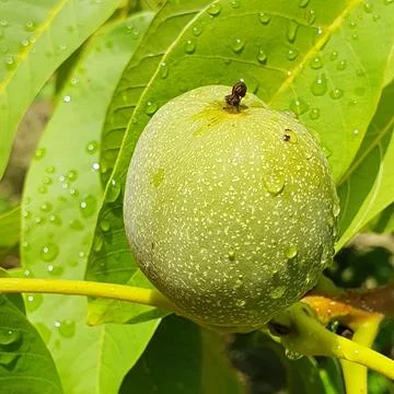 A walnut fruit on the tree in midsummer, after rain Foto stock