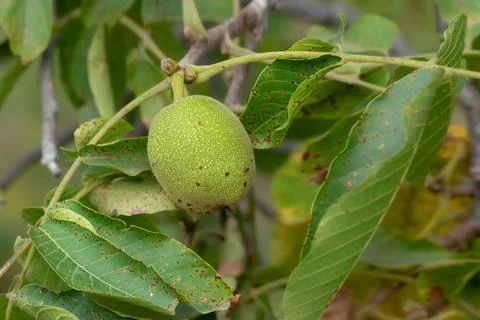 Walnut fruit on the tree. Pest on walnut leaves. Eriophyes tristriatus Nal .. Stock Photos