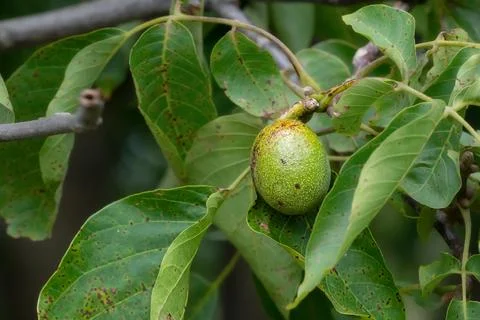 Walnut fruit on the tree. Pest on walnut leaves. Stock Photos