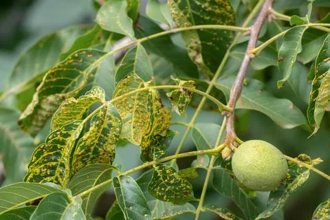 Walnut fruit on the tree. Pest on walnut leaves. Eriophyes tristriatus Nal .. Foto stock