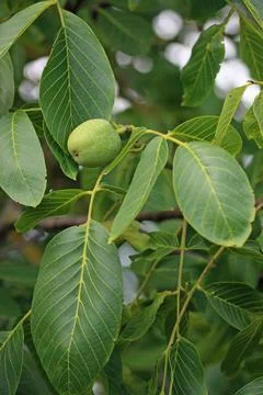 Walnut fruit on a tree Stock Photos