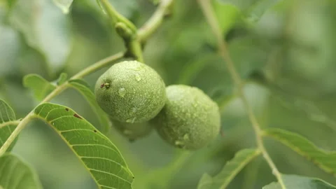 Walnut fruit on tree with water drops after rain Stock-Footage 282443572