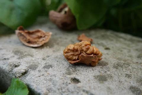 Walnut in the grass Stock Photos
