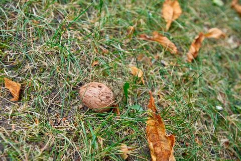 Walnut on green grass 스톡 사진