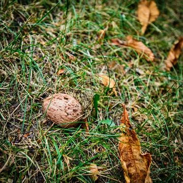 Walnut on green grass Foto stock