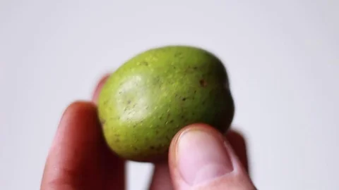 Walnut in green peel in hand Stock Footage 80799578