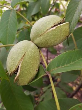 Walnut in green shell close up Stock Photos