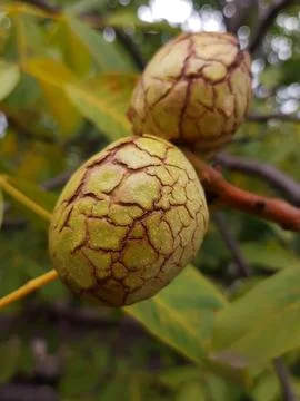 Walnut in green shell close up Stock Photos