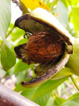 Walnut in green shell closeup Stock Photos
