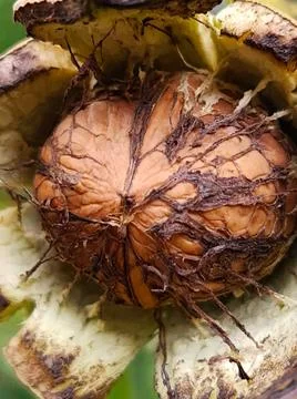 Walnut in green shell closeup Walnut in an opened green shell on a tree cl... Stock Photos