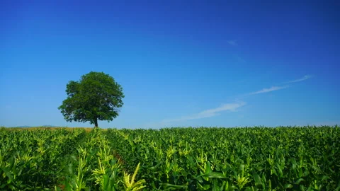 The Walnut Grove and the Cornfield Vidéo 330846838