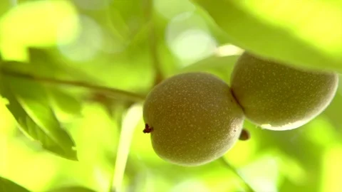Walnut growing in a garden, Hanging raw Walnut on a branch. Close-up Stock Footage 115083306