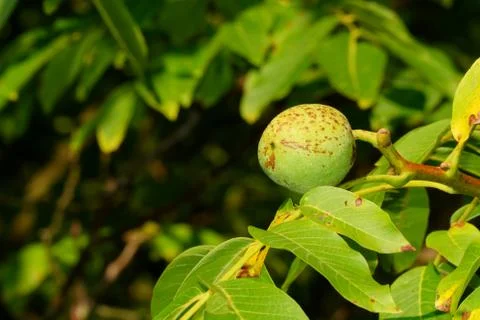 Walnut growing on tree Stock Photos