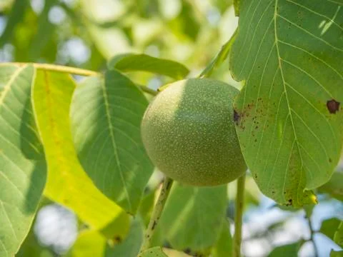 Walnut growing on a tree Stock Photos