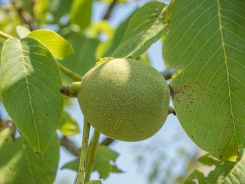 Walnut growing on a tree Stock-Fotos