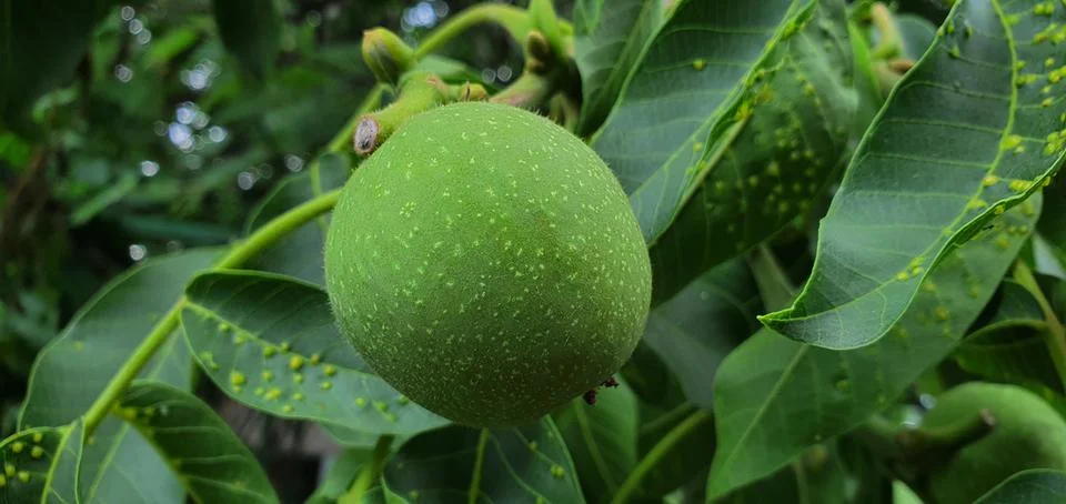 Walnut grows on a tree in the garden Stock Photos