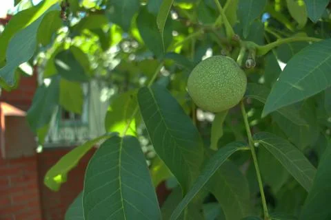 Walnut grows on a tree. Stock Photos