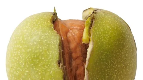 Walnut half open, revealing inner nut. Green husk splits naturally, exposin.. Stock Photos