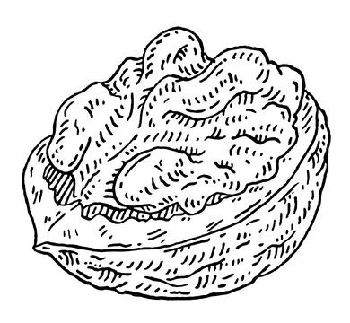 Walnut half shelled. Vector engraving black vintage illustration. Stock Illustration
