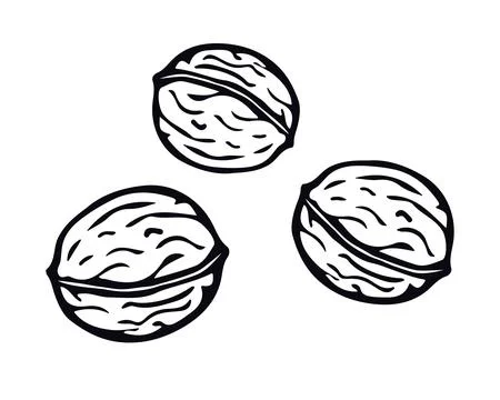 Walnut hand drawn in doodle style. Vector Illustration Stock Illustration